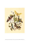 Nature's Delicate Gathering II Posters