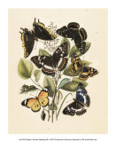 Nature's Delicate Gathering III Prints Nature's Delicate Gathering III Prints