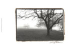 Distant Trees Prints by Laura Denardo