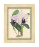 Fitch Orchid IV Posters by J. Nugent Fitch