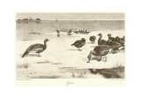 Gansos Pôsters por Archibald Thorburn Gansos Pôsters por Archibald Thorburn