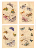 Jardini Butterflies - Reprodüksiyon