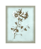 Dussurgey Amaryllis on Blue Prints by Dussurgey 