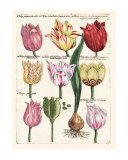 Tulips en Masse II  Poster