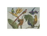 Exotic Bird III Prints