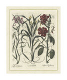 Besler Floral III Prints by Basilius Besler
