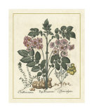 Besler Floral V Prints by Basilius Besler