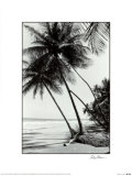 Palmiers de Mayaro Affiches par Evelyn Barnes