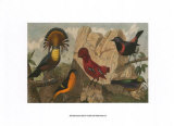 Exotic Bird IV Posters Exotic Bird IV Posters