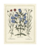Besler Floral IV Giclee Print by Basilius Besler