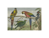 Exotic Bird II Print Exotic Bird II Print