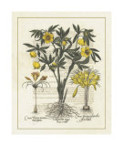 Besler Floral II Print by Basilius Besler