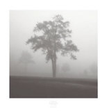 Baum im Nebel – Studie I Poster von Jamie Cook