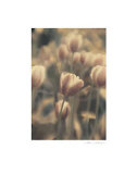 Tinted Tulips I Art par Thea Schrack