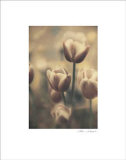 Tinted Tulips III Affiches par Thea Schrack