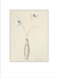 Silent Beauties I Poster by Elizabeth Jardine