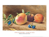 Study Of Fruit, 1877 Posters by John William Hill Study Of Fruit, 1877 Posters by John William Hill