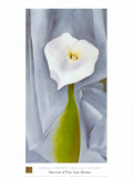 Calla Lilly On Grey Kunst von Georgia O'Keeffe