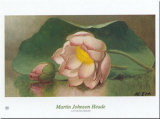 Lotus Blossom Posters by Martin Johnson Heade