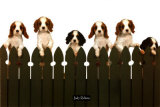 Curious Puppies Prints Curious Puppies Prints
