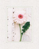 Antique Gerbera Matted Print by Meg Spielman Peldo