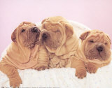 Shar-Pei Pósters por Ron Kimball Shar-Pei Pósters por Ron Kimball