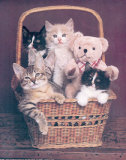 Gatos en cesto Pósters por Ron Kimball Gatos en cesto Pósters por Ron Kimball