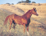 Caballo castaño en el campo Pósters por Ron Kimball Caballo castaño en el campo Pósters por Ron Kimball