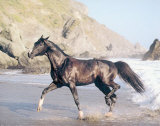 Black Horse/Beach Láminas por Ron Kimball