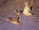 Compañeros patos Pósters por Ron Kimball Compañeros patos Pósters por Ron Kimball