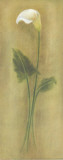 Single Lily I Print by Urpina 