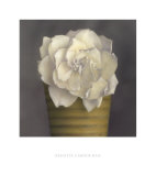 Gardenia in Yellow Pot Prints by Carnochan 