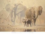 African Elephants and Namaqua Doves Prints by Ian Coleman African Elephants and Namaqua Doves Prints by Ian Coleman