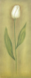 Single Tulip II Prints by Urpina 