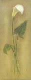 Single Lily II Prints by Urpina 