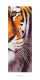 Ojo del tigre Póster por Ridder