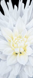 Dahlia Art by Sudarsa 