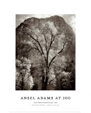Arbre devant Cathedral Rock en automne Affiches par Ansel Adams