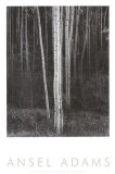 Aspen, norte de Nuevo México, 1958 Pósters por Ansel Adams Aspen, norte de Nuevo México, 1958 Pósters por Ansel Adams