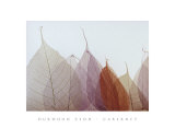 Cabernet Prints by Durwood Zedd