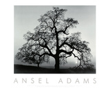Ansel Adams - Meşe Ağacı, Sunset City, Kaliforniya, 1932 (Oak Tree, Sunset City, Kaliforniya, 1932) - Sanat Ansel Adams - Meşe Ağacı, Sunset City, Kaliforniya, 1932 (Oak Tree, Sunset City, Kaliforniya, 1932) - Sanat