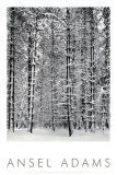 Floresta de Pinhos na Neve , Parque Nacional de Yosemite, 1932 Pôsters por Ansel Adams Floresta de Pinhos na Neve , Parque Nacional de Yosemite, 1932 Pôsters por Ansel Adams