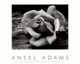 Rose and Driftwood, San Francisco, California Reprodukcje autor Ansel Adams