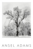 Eiketre, snøstorm, Yosemite nasjonalpark, 1948 (Oak Tree, Snowstorm, Yosemite National Park, 1948) Posters av Ansel Adams Eiketre, snøstorm, Yosemite nasjonalpark, 1948 (Oak Tree, Snowstorm, Yosemite National Park, 1948) Posters av Ansel Adams