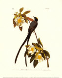 Fork-Tailed Flycatcher Posters by John James Audubon