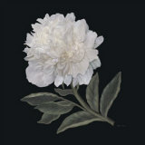 Harmony Print by Jan Sacca