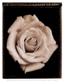 White Rose Prints by Alan Majchrowicz