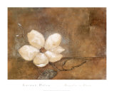 Magnolia in Bloom Prints by Carmen Dolce