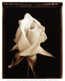 Rose Blossom Posters by Alan Majchrowicz
