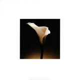 Flower Series XII Posters by Walter Gritsik